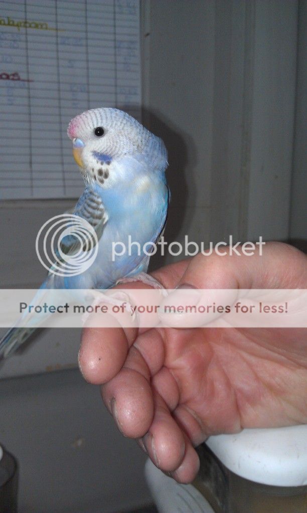 babybudgie4.jpg