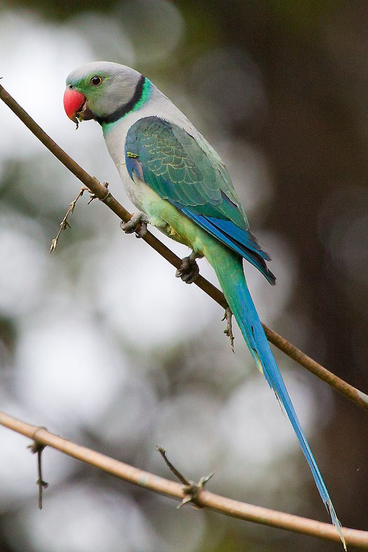 malabar-parakeet.jpg