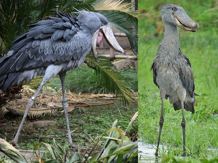 a-tale-of-two-shoebills.jpg