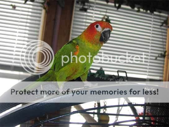 sunconure-hahnsmacaw.jpg