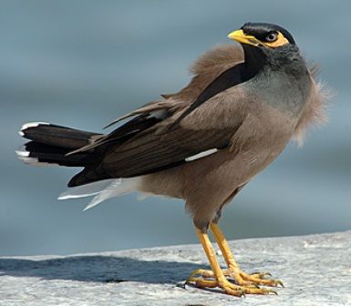 mynah.jpg