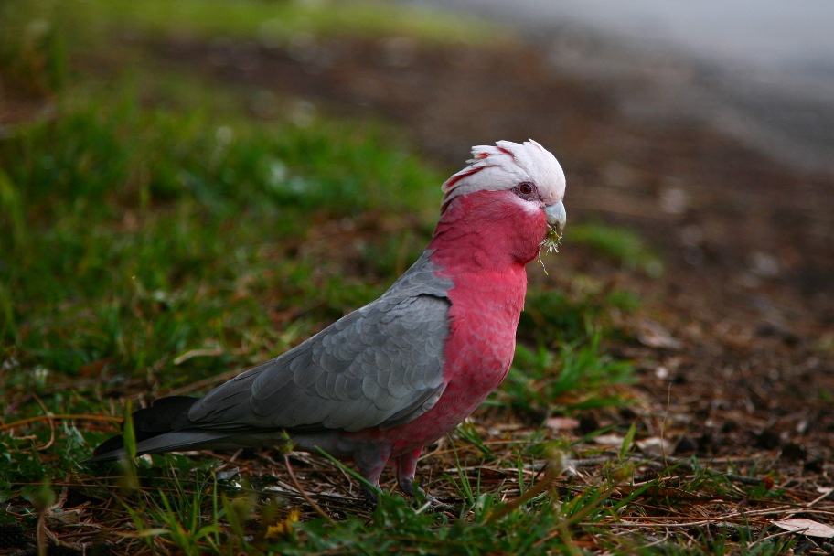 pink-galah.jpg