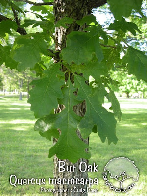 090603BurOakLeaves.jpg