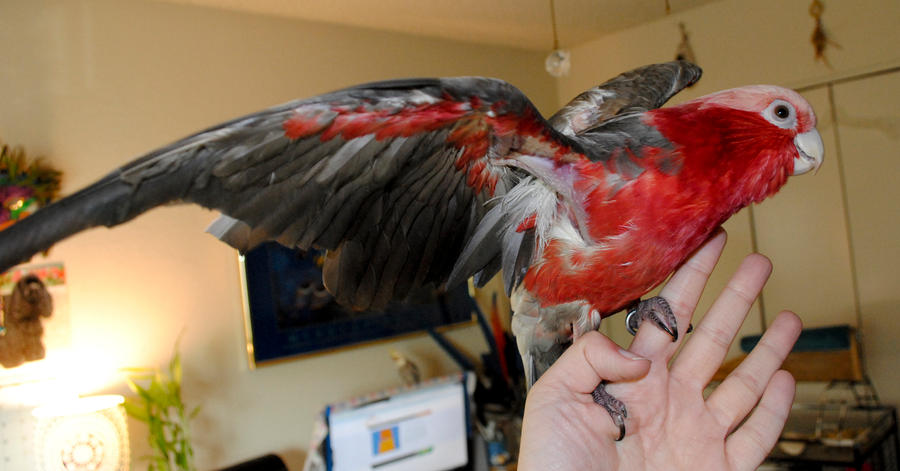 rosie__s_big_wings_by_copperarabian-d4gc0tu.jpg