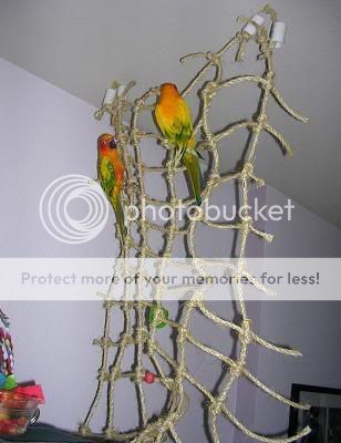 netting2.jpg