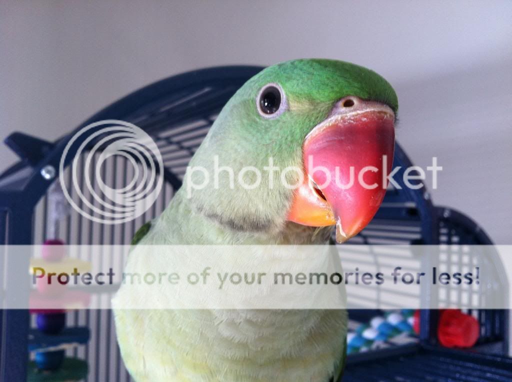 image_zps818de740.jpg