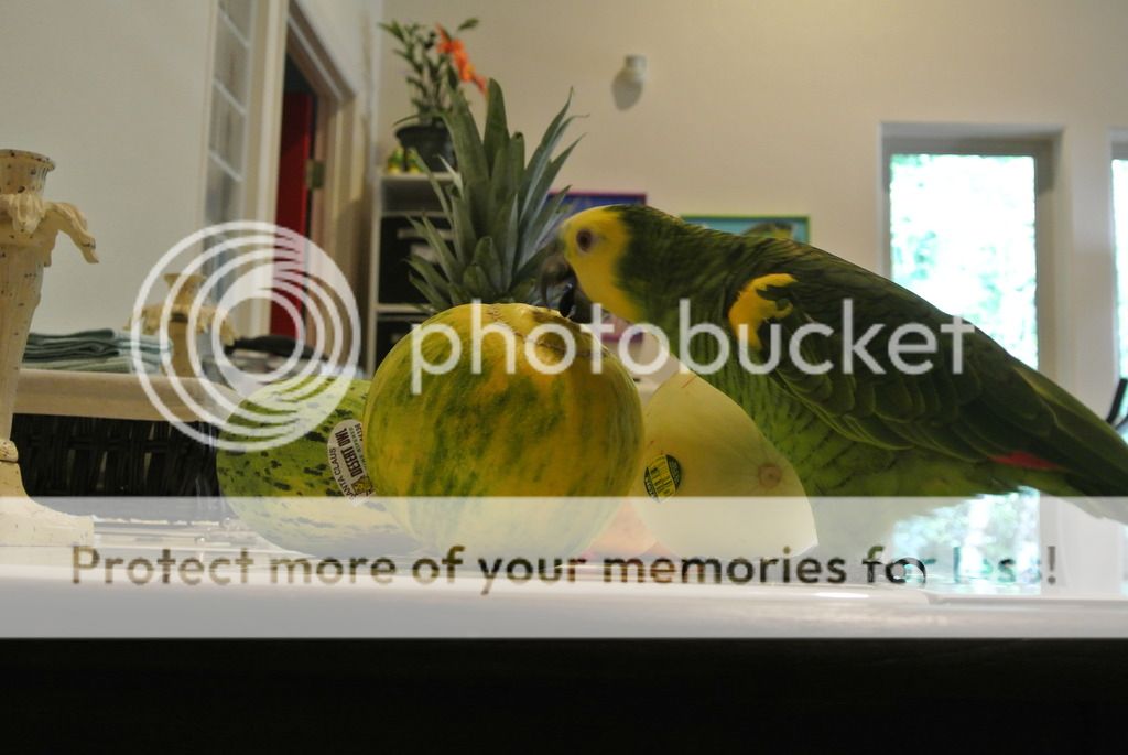 DSC_8458_zps0t1byz4y.jpg
