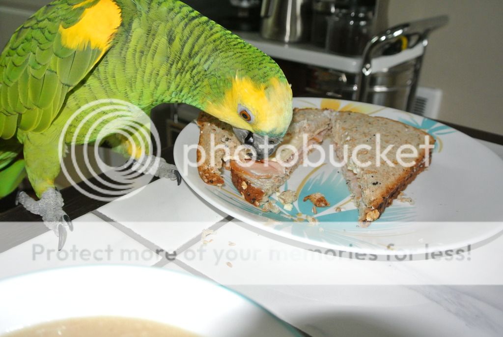DSC_9808_zpsy9hmwlxh.jpg