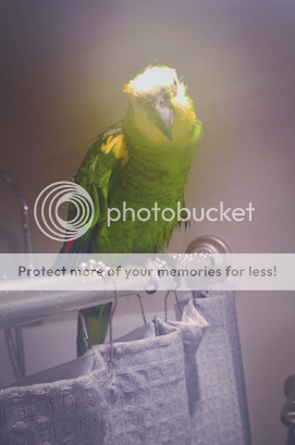 00349512-88c8-4758-b841-be0ac844ceca_zpsjfomw0xs.png