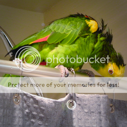 58d62ac8-ac4f-47d9-9b82-2c5d44148aef_zpsqqbhnfki.png