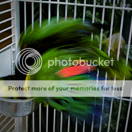 c92a2539-2ae8-4c74-ab9d-f2e600fa84ca_zpsvemspvch.png