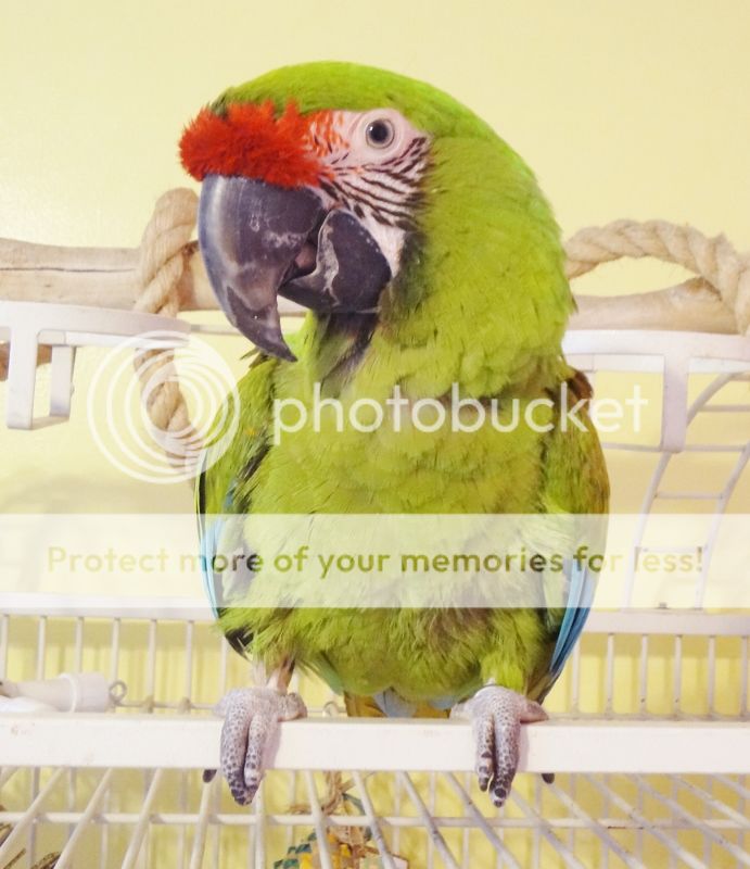 DSC02514691x800_zpsb4619a63.jpg