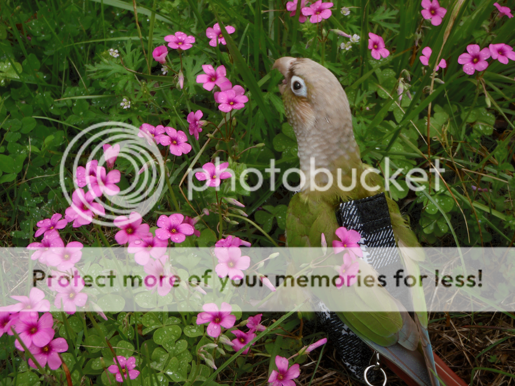 teekflowers2_zpsvadkeqdc.png