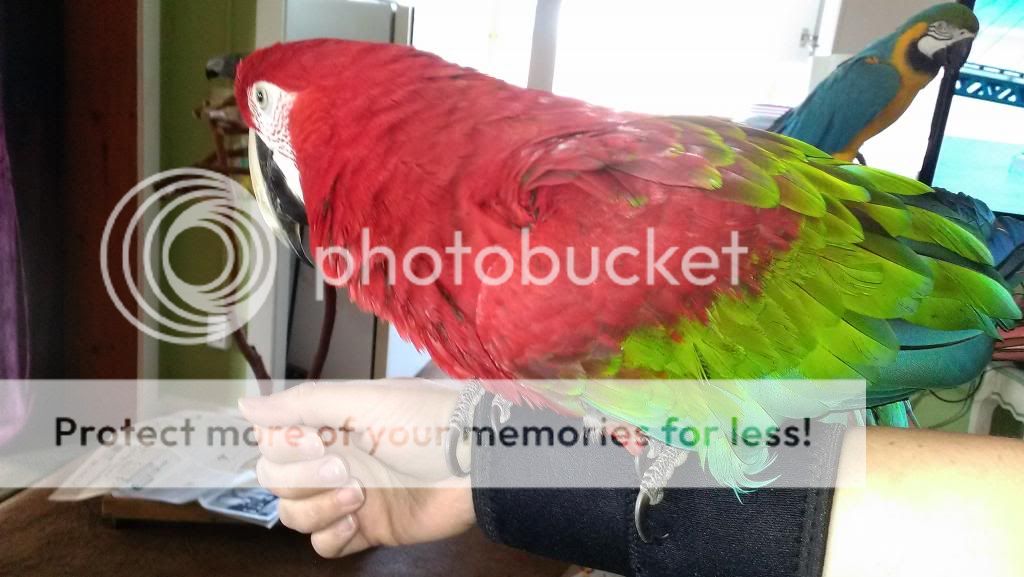 IMAG1161_zps6e4e2b5c.jpg