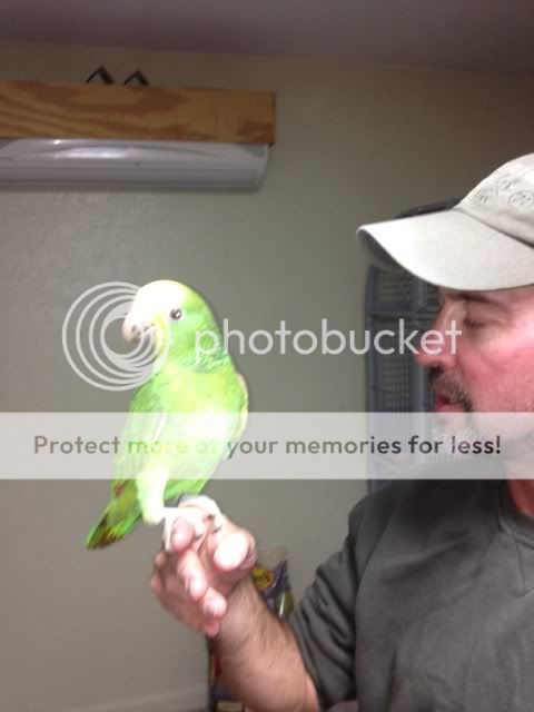 parrot1.jpg
