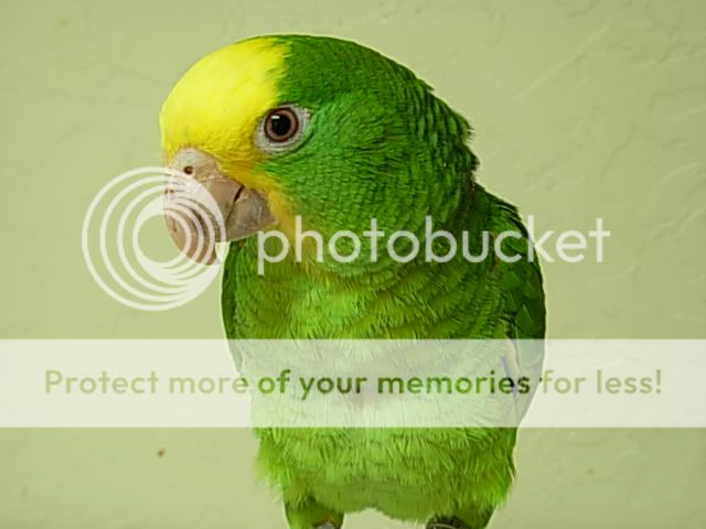 parrot3.jpg