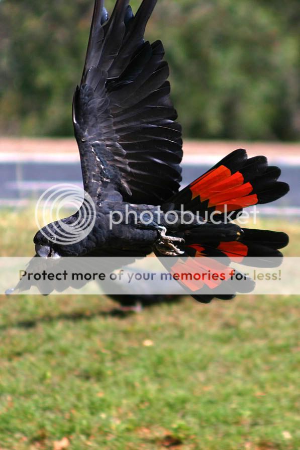 Black_Cockatoo_02.jpg
