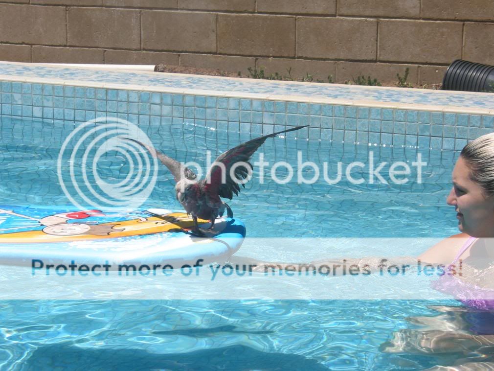 felixlatestpool018.jpg