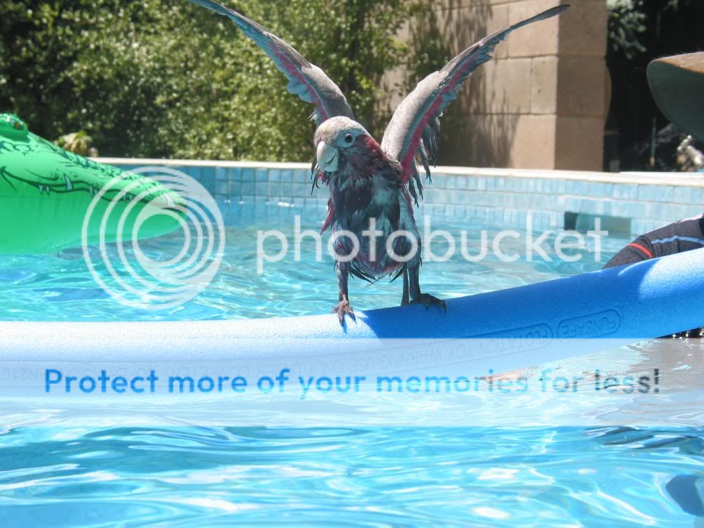 felixlatestpool036.jpg