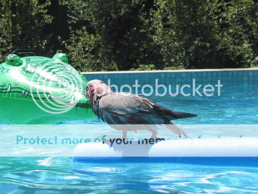 felixlatestpool039.jpg