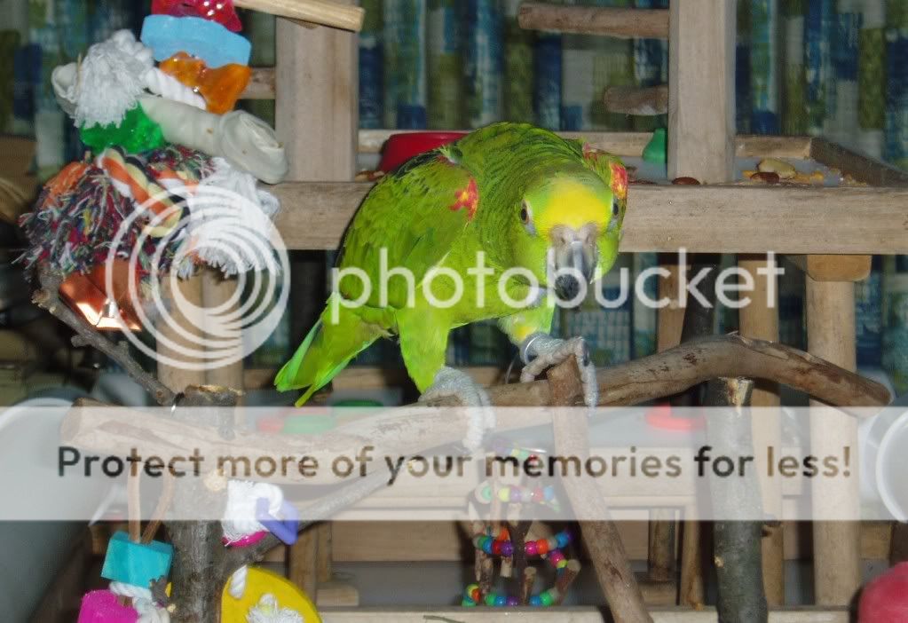 ImaparrotandIcankickyourass.jpg