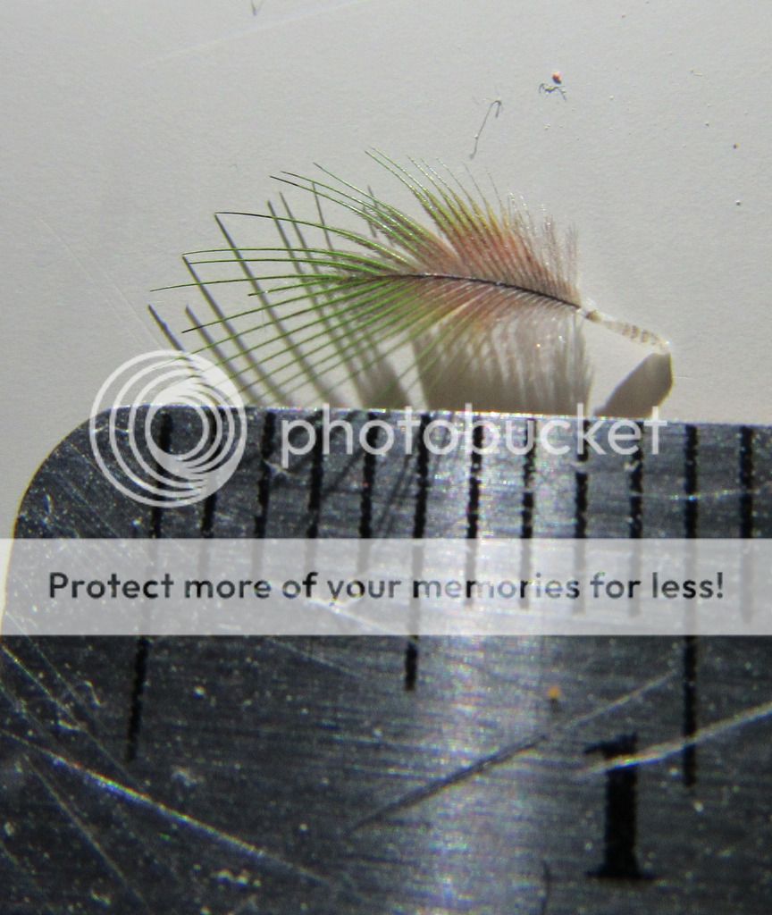 IMG_1567_zpst7c6zxco.jpg