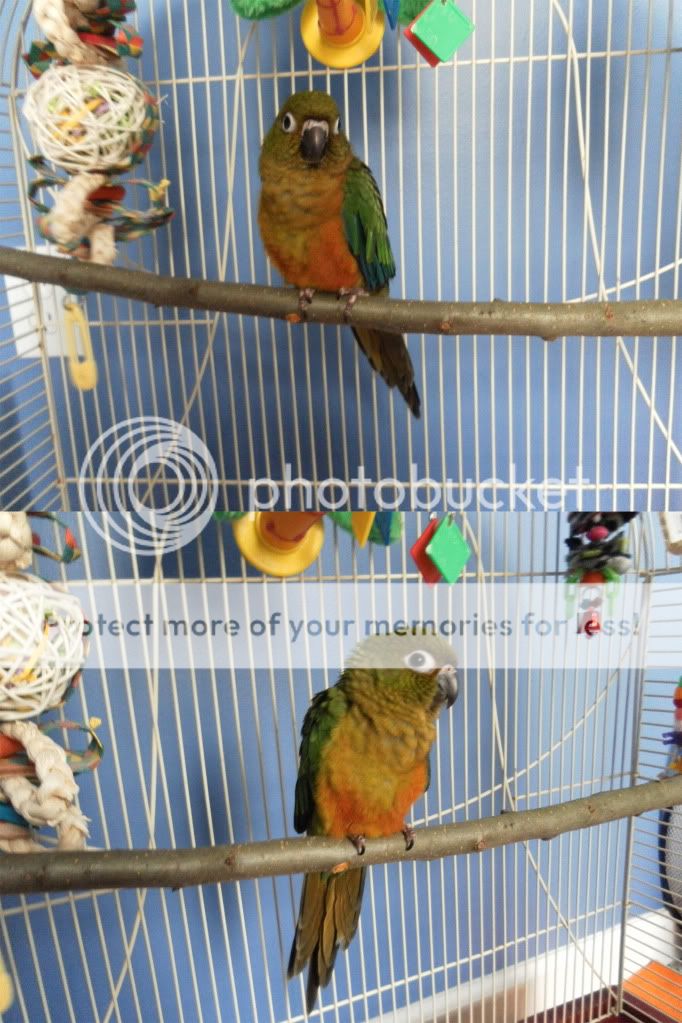 Bird-Suncheekconure.jpg