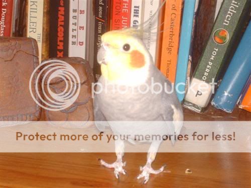 HPIM2526Custom.jpg