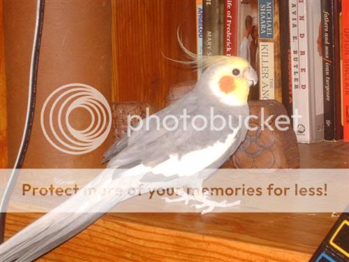 HPIM2529Custom.jpg