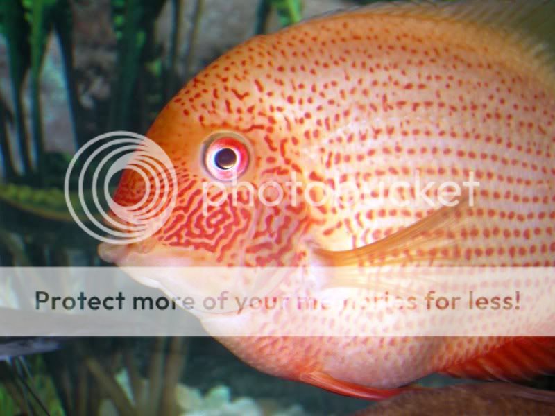 RedSeverum4.jpg