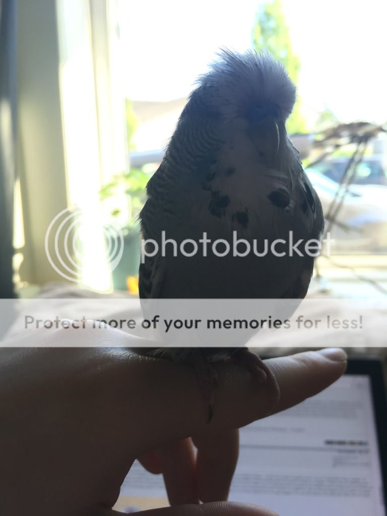 16F3DAE5-B6E5-47D1-88DB-64C40D3FD7D4_zpsifet4tpq.jpeg
