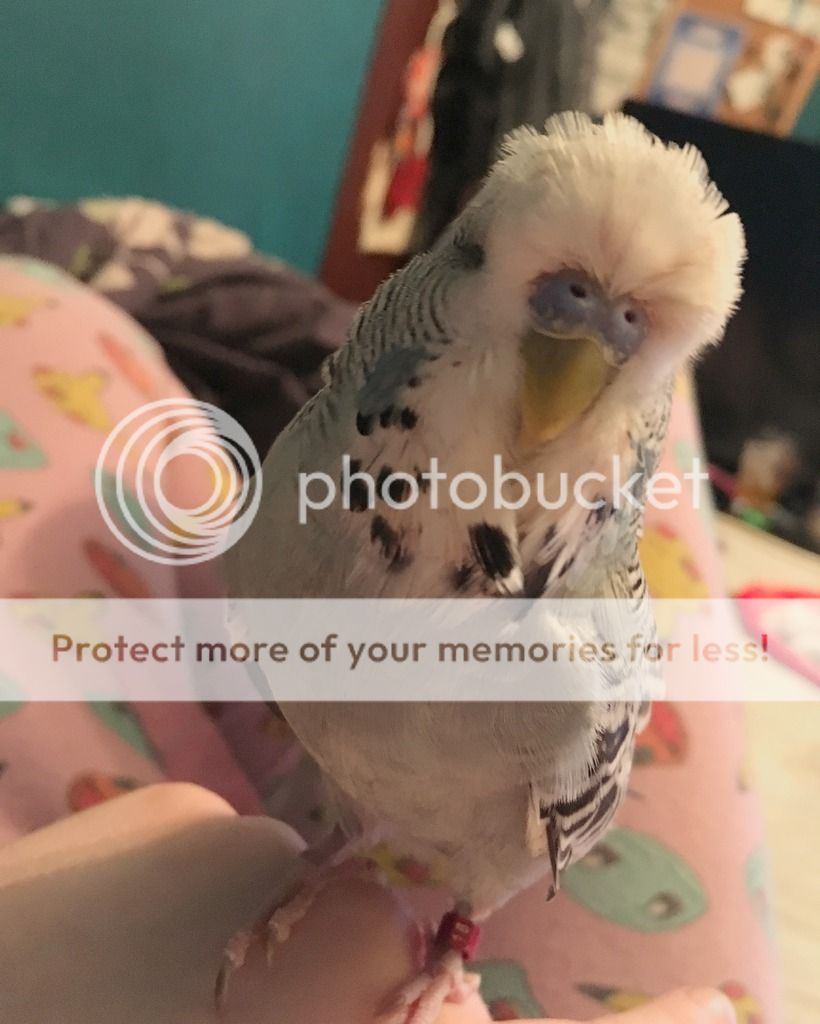 50A27D02-61FE-4513-B4A6-E23BA26B6407_zpsb8uhkpqm.jpeg