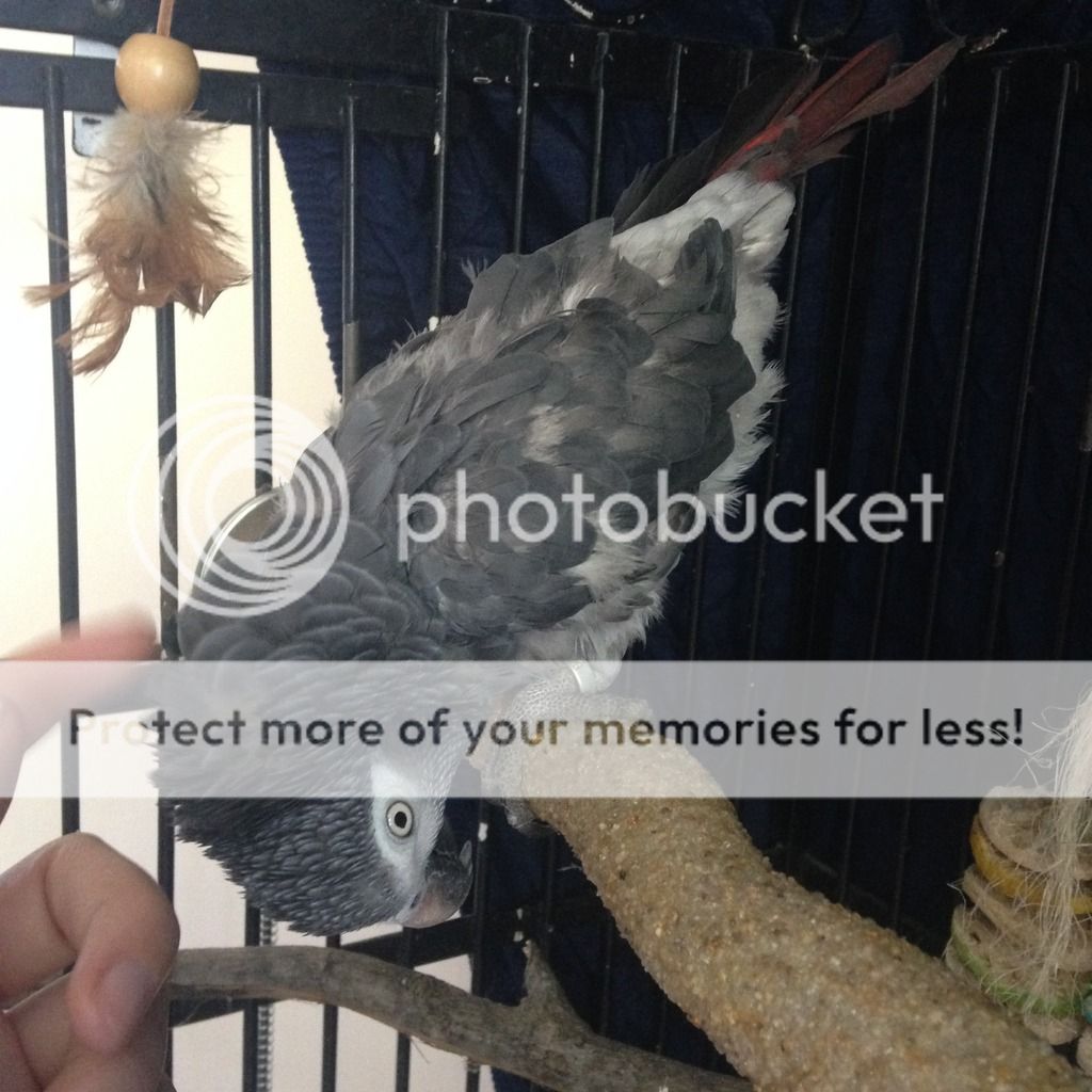 IMG_9910_zps7n6qnhb9.jpg