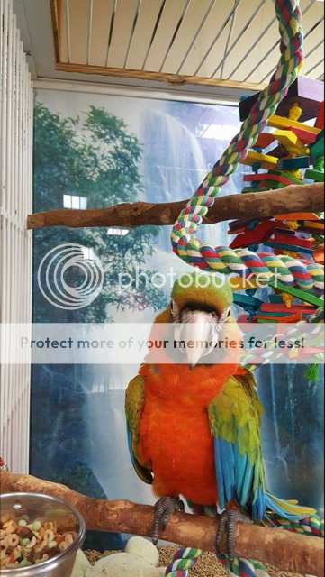 camelottt%202.png