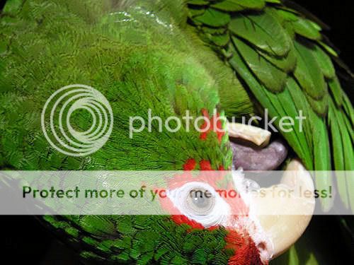 CharliePreen.jpg