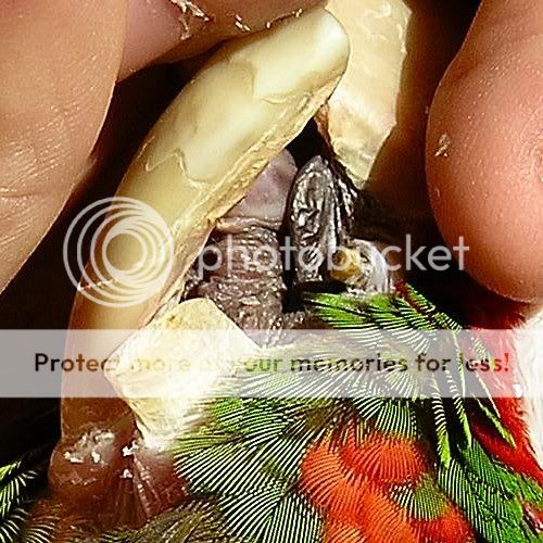 beak.jpg