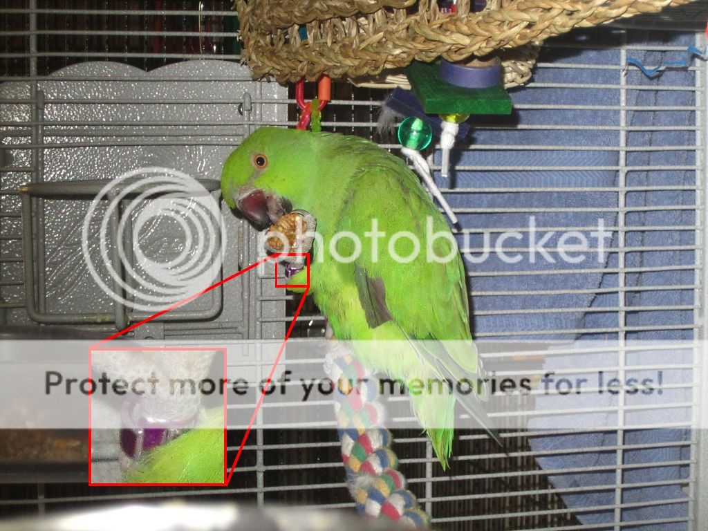 IMG_7374-2_zpsfa556f22.jpg