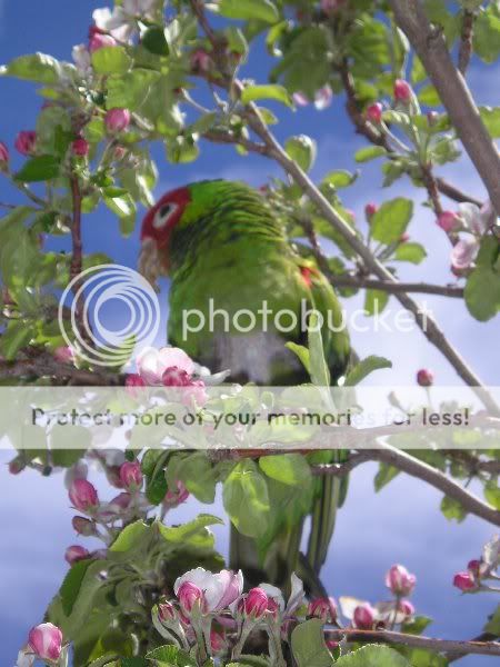 Fids068.jpg
