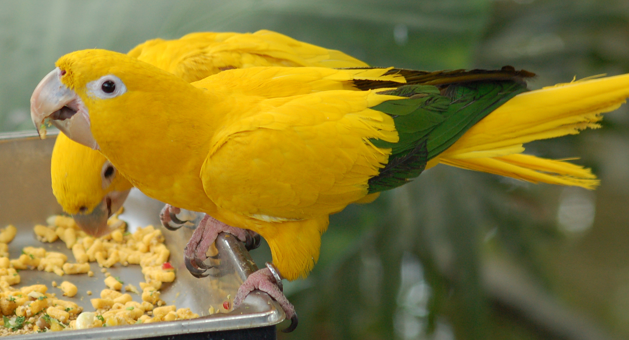 Golden_Conure_Guaruba_guarouba_Feeding_2134px.jpg