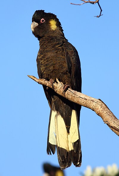 400px-Calyptorhynchus_funereus_-Flinders%2C_Victoria%2C_Australia_-male-8.jpg