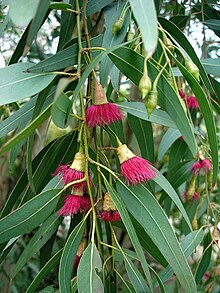 220px-Eucalyptus_leucoxylon1.jpg