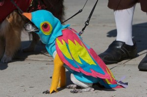 funny-dog-costume-parrot-dog-300x199.jpg