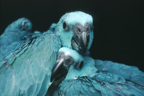 blue_mutation_yellow_naped_amazon_babies.jpg
